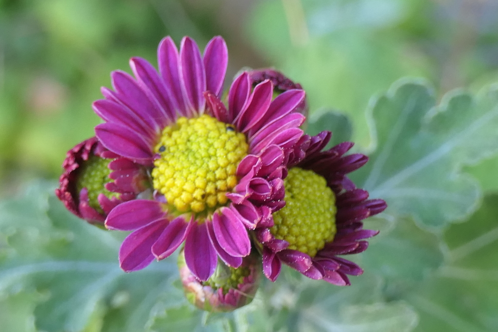 P1057381　残菊