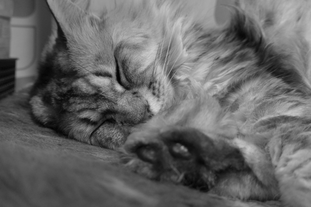 P1080289　ねむりねこ