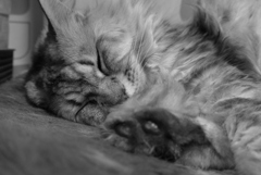 P1080289　ねむりねこ