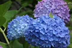 P1080265　紫陽花