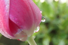 P1023587　雨上がりの朝に