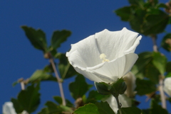 P1390098　ムクゲ