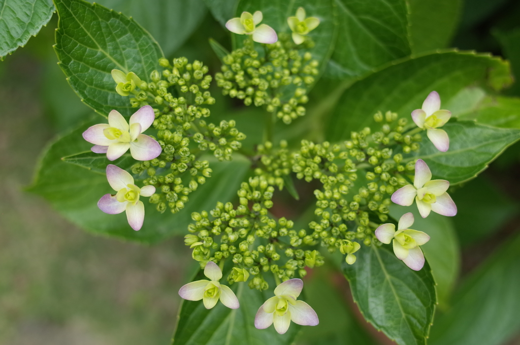 R0352357　幼子の踊り