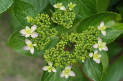 R0352357　幼子の踊り
