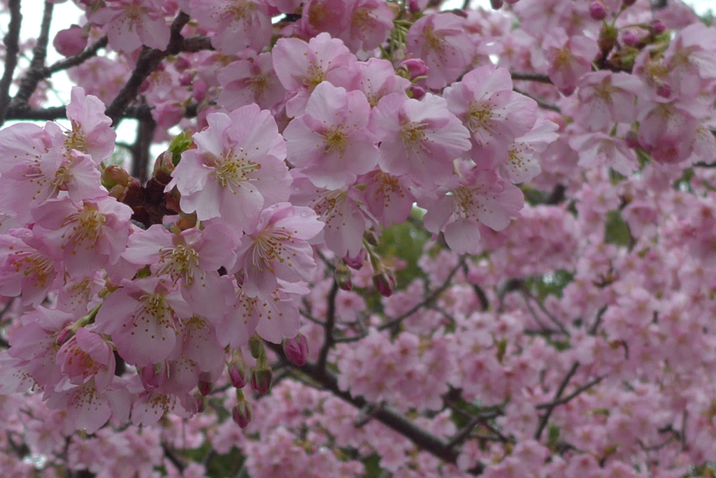 P1370602　河津桜