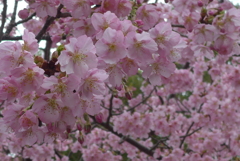 P1370602　河津桜