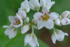 P1150794　ソバの花