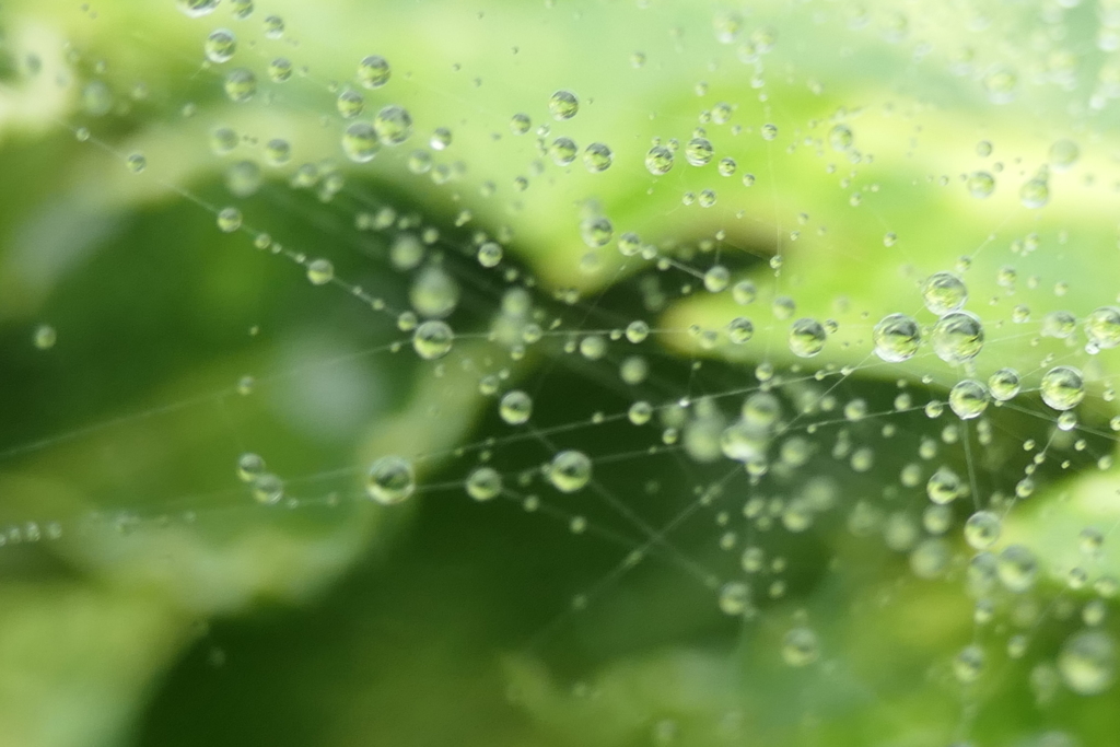 P1080819　蜘蛛の糸と雫