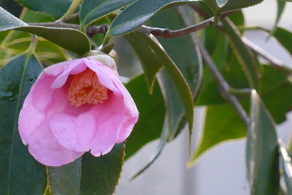P1190747　愛らしい椿