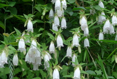 P1230052　ホタルブクロ