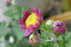 P1080959　小菊さん