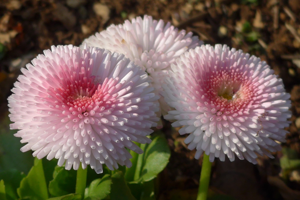 P1200991　希望（花言葉）