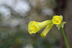 P1290198　オキザリス