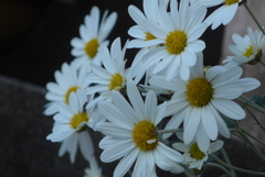 P1370132　菊