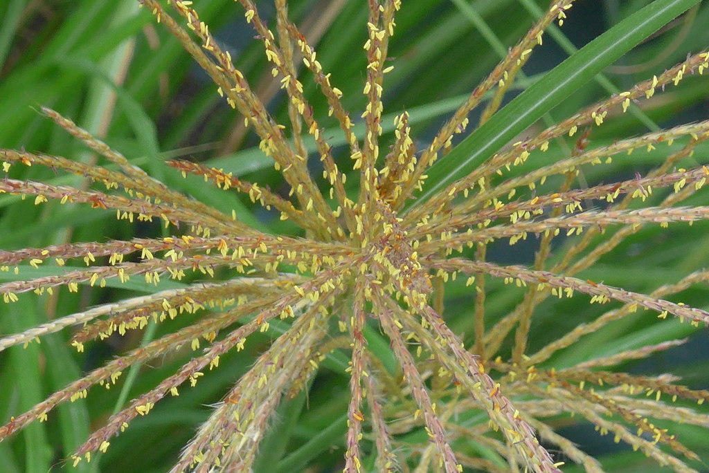 P1280574　ススキの花