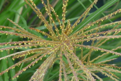 P1280574　ススキの花