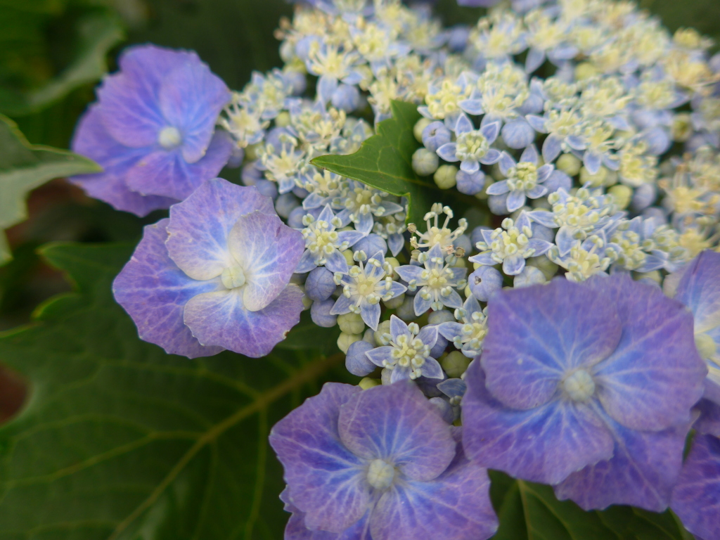 P1100074　あじさい