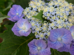 P1100074　あじさい