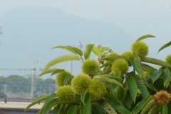P1380930　7月の栗