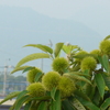 P1380930　7月の栗