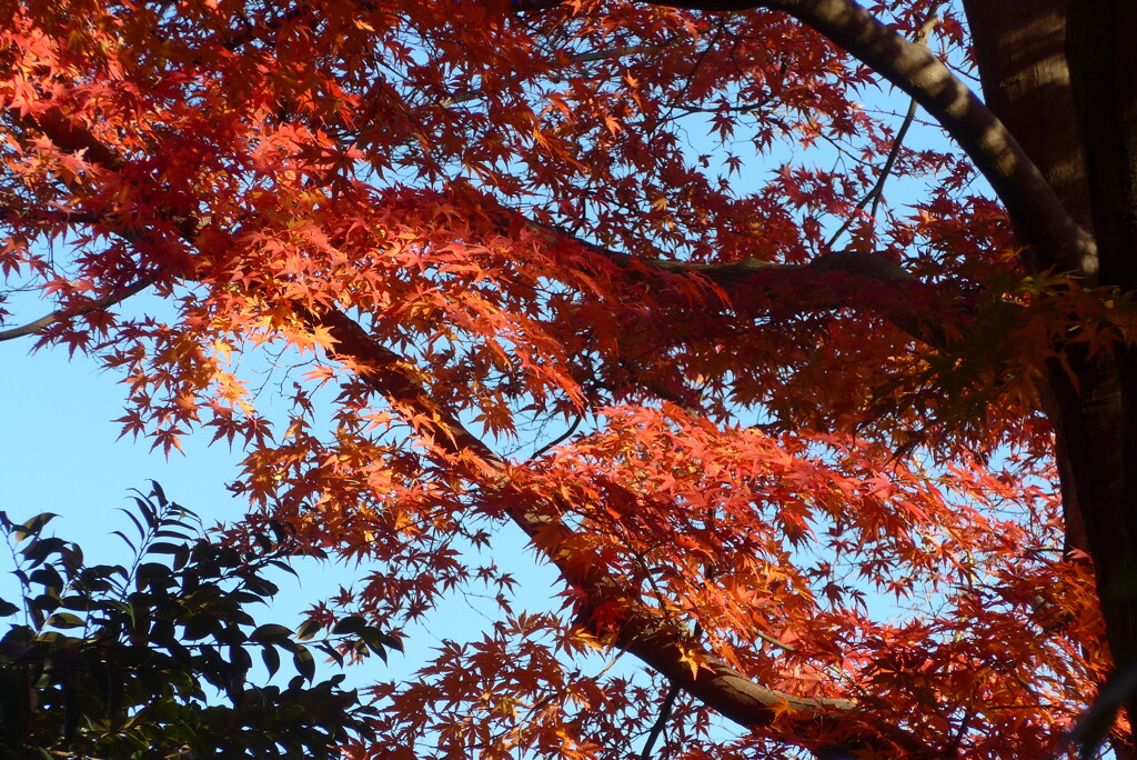 P1310924　紅葉
