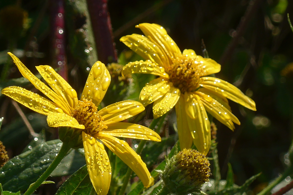 P1340285　残り花