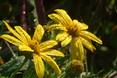 P1340285　残り花