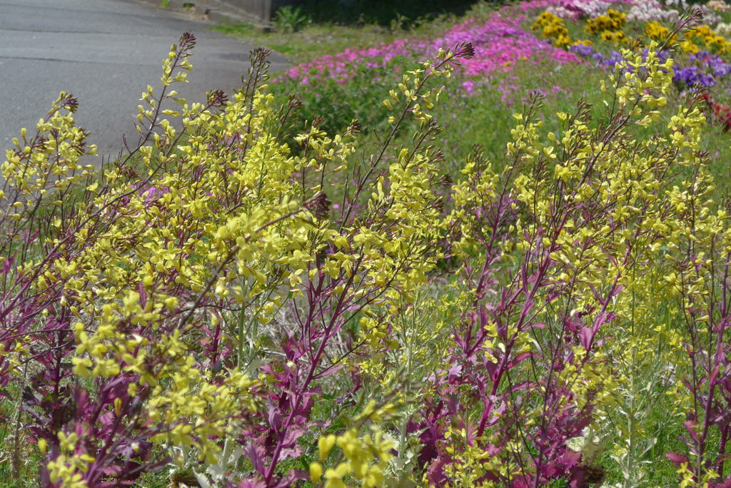P1380063　ハボタンの花