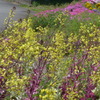 P1380063　ハボタンの花