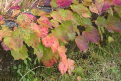 P1080984　足元の紅葉