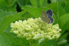 P1220730　可愛い訪問者