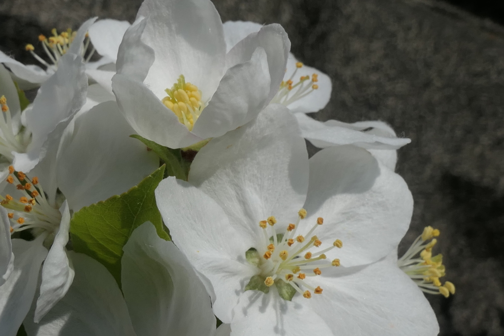 P1023657　ヒメリンゴ