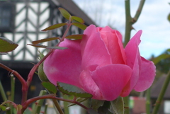 P1190202　修善寺虹の郷にて　～薔薇～