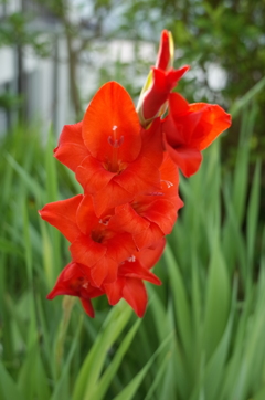 R0352589