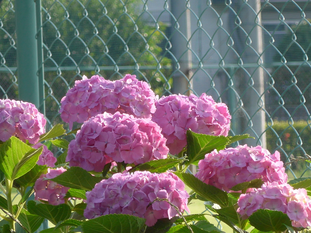 P1160445　朝日を浴びて