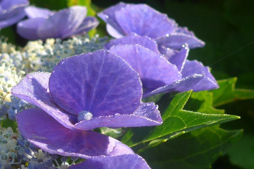 P1360245　紫陽花