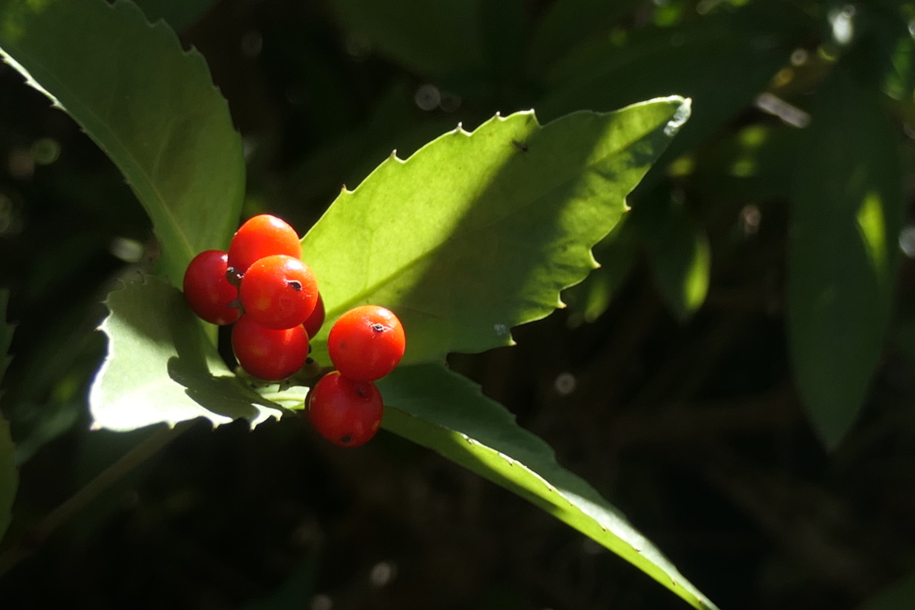 P1057397　木漏れ日に