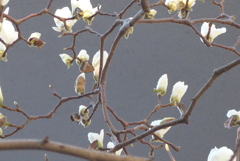 P1200729　もくれん