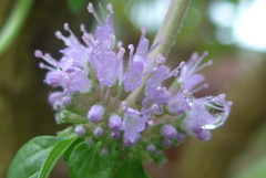 P1270683