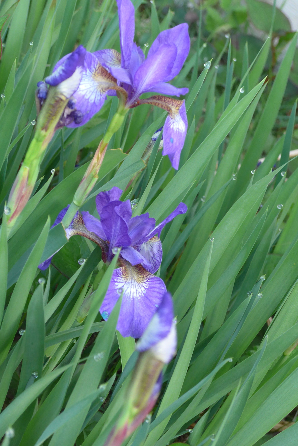P1350612　ミニアヤメ