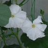 P1330378　野菜の花