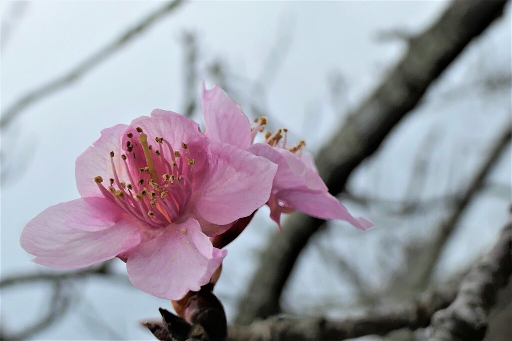 P1034979 (2)　冬の桜