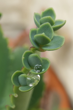 P1080472　子宝草