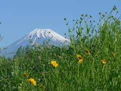 P1090204　オオキンケイギクと富士山