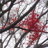 P1340722 (2)　赤