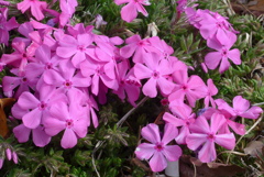 P1290668　芝桜
