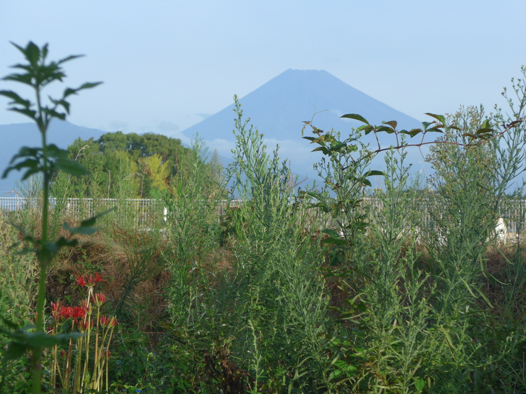 P1110409　9月13日 朝の富士山