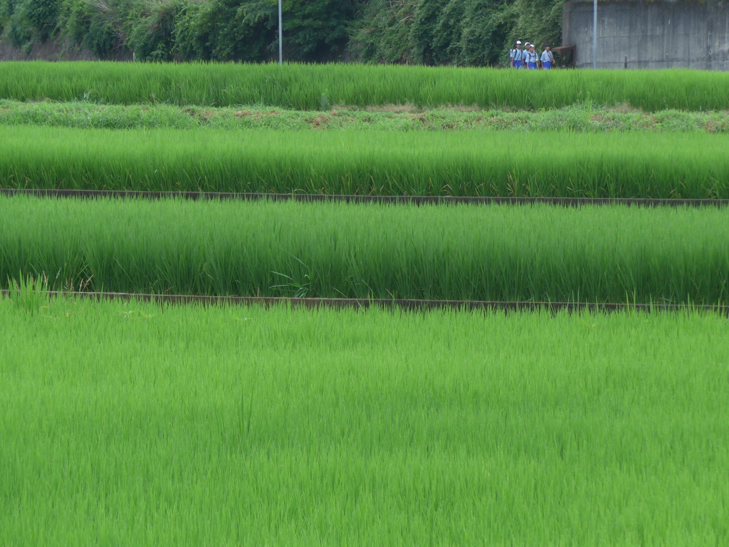 八月の田圃