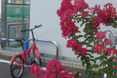 P1330915　自転車と百日紅