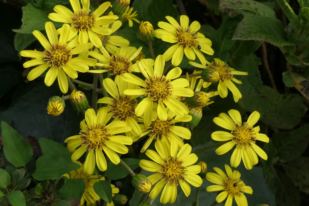 P1080914　ツワブキ